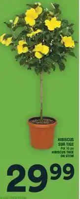 Super C HIBISCUS SUR TIGE | HIBISCUS TREE ON STEM offer