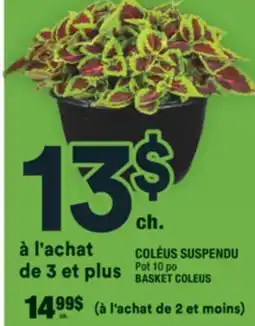 Super C COLÉUS SUSPENDU | BASKET COLEUS offer