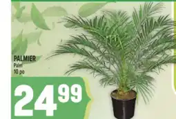 Marché Adonis PALMIER | PALM offer