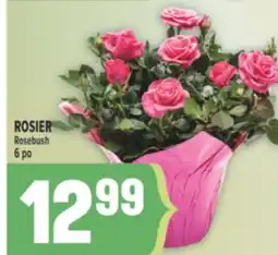 Marché Adonis ROSIER | ROSEBUSH offer