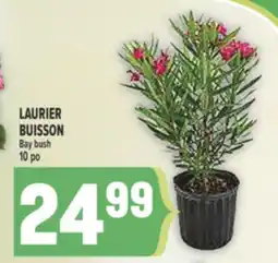 Marché Adonis LAURIER BUISSON | BAY BUSH offer