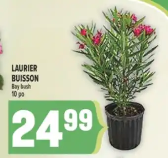 Marché Adonis LAURIER BUISSON | BAY BUSH offer