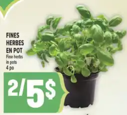Marché Adonis FINES HERBES EN POT | FINE HERBS IN POTS offer