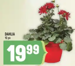 Marché Adonis DAHLIA offer