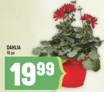 Marché Adonis DAHLIA offer