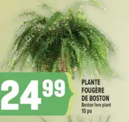 Marché Adonis PLANTE FOUGÈRE DE BOSTON | BOSTON FERN PLANT offer