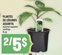 Marché Adonis PLANTES DE LÉGUMES ASSORTIS | ASSORTED VEGETABLE SEEDLINGS offer