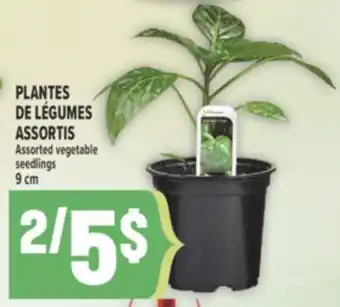Marché Adonis PLANTES DE LÉGUMES ASSORTIS | ASSORTED VEGETABLE SEEDLINGS offer