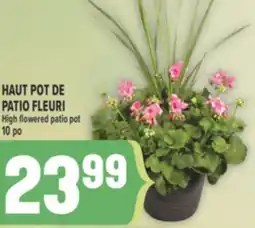 Marché Adonis HAUT POT DE PATIO FLEURI | HIGH FLOWERED PATIO POT offer