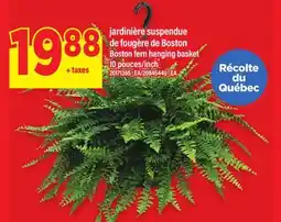 Maxi JARDINIÈRE SUSPENDUE DE FOUGÈRE DE BOSTON, 10 pouces | BOSTON FERN HANGING BASKET 10 INCH offer