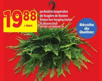 Maxi JARDINIÈRE SUSPENDUE DE FOUGÈRE DE BOSTON, 10 pouces | BOSTON FERN HANGING BASKET 10 INCH offer
