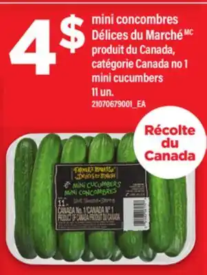 Maxi MINI CONCOMBRES DÉLICES DU MARCHÉ | MINI CUCUMBERS 11 un offer