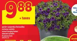 Maxi PANIER SUSPENDU D'ANNUELLES | ANNUAL HANGING BASKET, 10 POUCES/INCH offer