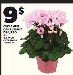 Provigo CYCLAMEN DANS UN POT DE 4,5 PO offer