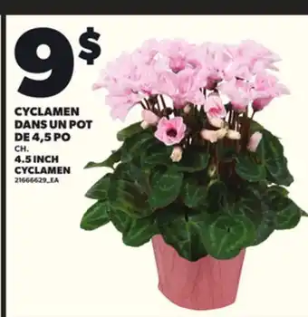 Provigo CYCLAMEN DANS UN POT DE 4,5 PO offer
