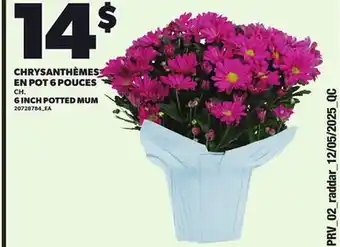Provigo CHRYSANTHÈMES EN POT 6 POUCES offer