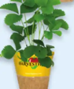 Walmart 4 Vegetables or Herbs offer