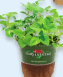Walmart 4 Herbs offer