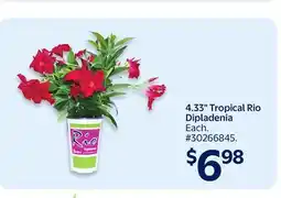 Walmart 4.33 Tropical Rio Dipladenia offer
