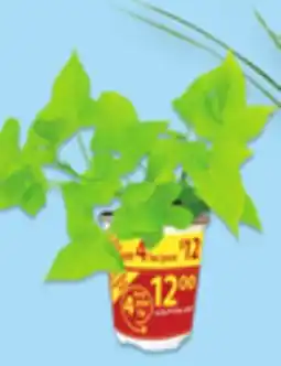 Walmart 4 Accent or Thriller Plants offer