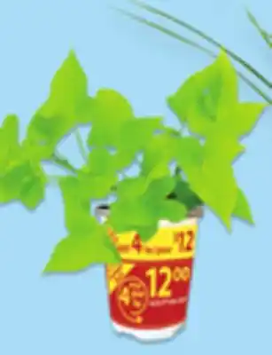 Walmart 4 Accent or Thriller Plants offer