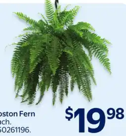 Walmart Boston Fern offer