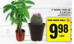 Food Basics 5 MONEY TREE OR 4 CACTUS offer