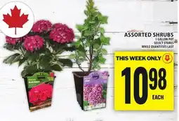 Food Basics ASSORTED SHRUBS offer