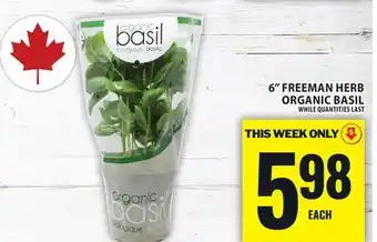 Food Basics 6 FREEMAN HERB ORGANIC BASIL offer