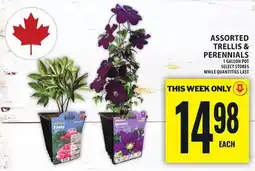 Food Basics ASSORTED TRELLIS & PERENNIALS offer