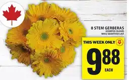 Food Basics 8 STEM GERBERAS offer