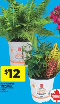 Real Canadian Superstore PC 4-SEASON TROPICALS, 6 INCH offer