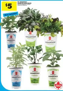 Real Canadian Superstore PC GIGANTICO HERBS OR VEGETABLES, 4.33 INCH offer