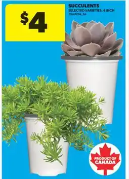 Real Canadian Superstore SUCCULENTS, 4 INCH offer