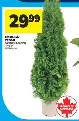 Real Canadian Superstore EMERALD CEDAR, 4' TO 6' offer