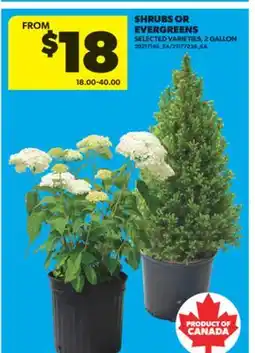 Real Canadian Superstore SHRUBS OR EVERGREENS, 2 GALLON offer