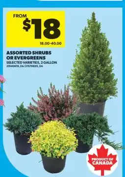 Real Canadian Superstore ASSORTED SHRUBS OR EVERGREENS, 2 GALLON offer