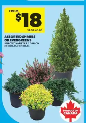 Real Canadian Superstore ASSORTED SHRUBS OR EVERGREENS, 2 GALLON offer