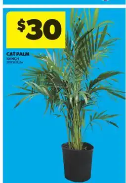 Real Canadian Superstore CAT PALM offer