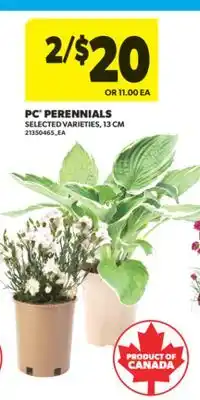 Real Canadian Superstore PC PERENNIALS, 13 CM offer