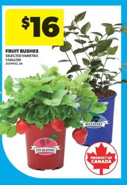 Real Canadian Superstore FRUIT BUSHES, 1 GALLON offer
