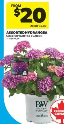 Real Canadian Superstore ASSORTED HYDRANGEA, 2 GALLON offer