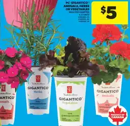 Real Canadian Superstore PC GIGANTICO ANNUALS, HERBS OR VEGETABLES, 4.33 INCH offer