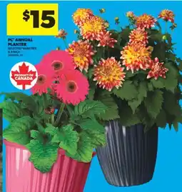 Real Canadian Superstore PC ANNUAL PLANTER, 8.5 INCH offer
