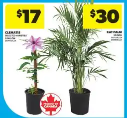 Real Canadian Superstore CLEMATIS, 1 GALLON offer
