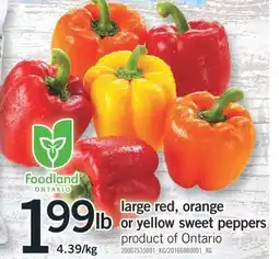 Fortinos LARGE RED, ORANGE OR YELLOW SWEET PEPPERS offer