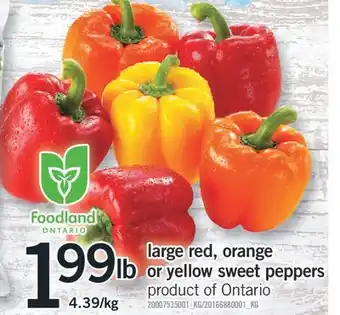 Fortinos LARGE RED, ORANGE OR YELLOW SWEET PEPPERS offer