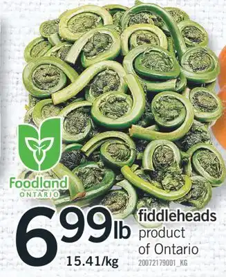 Fortinos FIDDLEHEADS offer