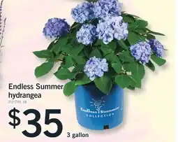 Fortinos ENDLESS SUMMER HYDRANGEA, 3 GALLON offer