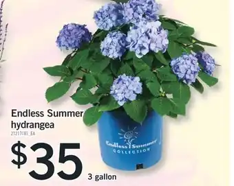 Fortinos ENDLESS SUMMER HYDRANGEA, 3 GALLON offer